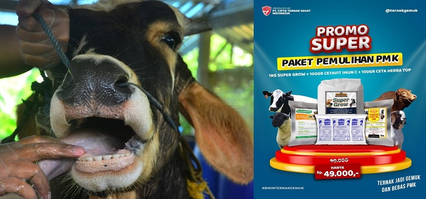 Jadikan Ternak Anda Sehat Bebas PMK Dengan Obat PMK Terbaik dari Premix Master Gemuk