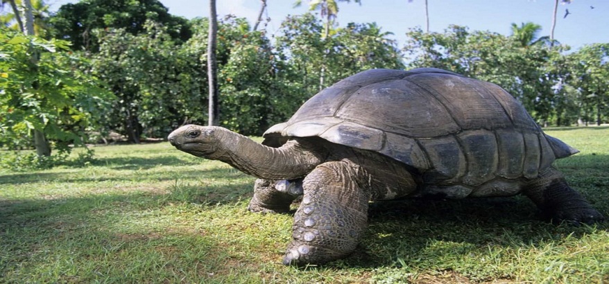 Cek Akun Instagram @tortology0611 Banyak Pilihan Kura-Kura Aldabra Kualitas Terbaik